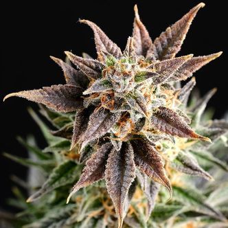 Big Band (Kannabia) feminizovan&aacute;