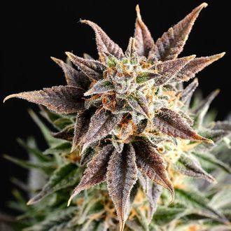 Big Band (Kannabia) feminizovan&aacute;