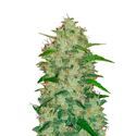 Original Auto Chemdawg (FastBuds) feminizovaná