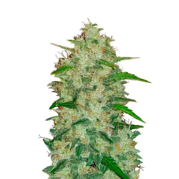 Original Auto Chemdawg (FastBuds) feminizovaná