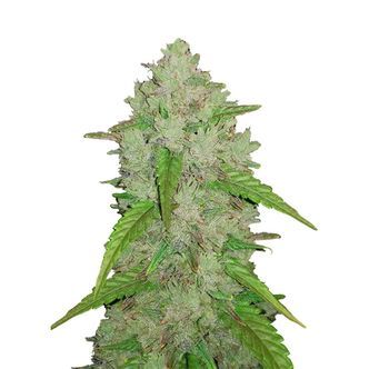 Original Auto Amnesia Haze (FastBuds) feminizovan&aacute;