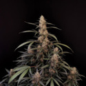 Original Auto Amnesia Haze (FastBuds) feminizovaná