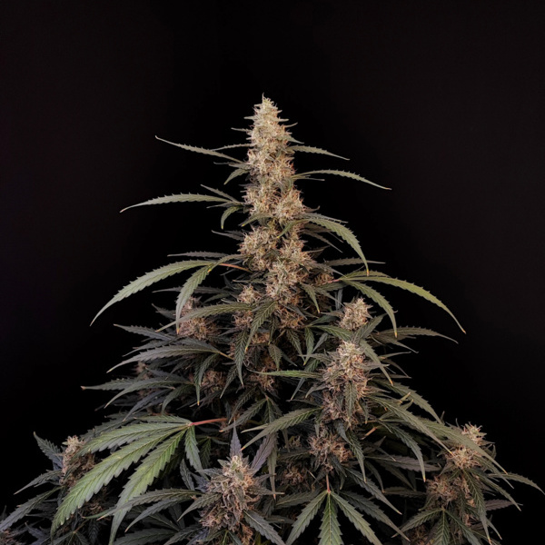 Original Auto Amnesia Haze (FastBuds) feminizovaná
