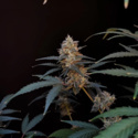 Original Auto BubbleGum (FastBuds) feminizovaná