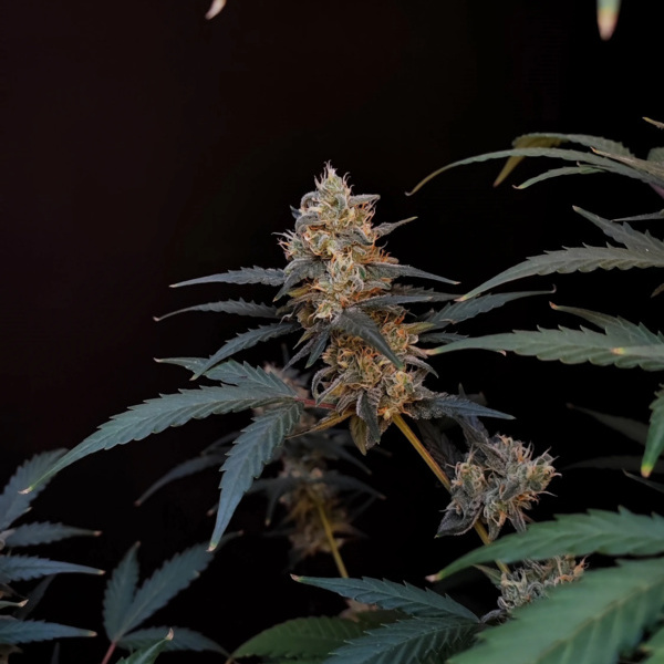 Original Auto BubbleGum (FastBuds) feminizovaná