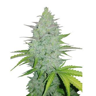 Original Auto Cheese (FastBuds) feminizovan&aacute;