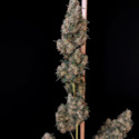Original Auto Cheese (FastBuds) feminizovaná