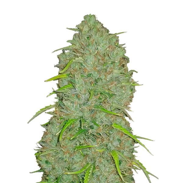 Original Auto Jack Herer (FastBuds) feminizovaná