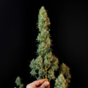 Original Auto Jack Herer (FastBuds) feminizovaná