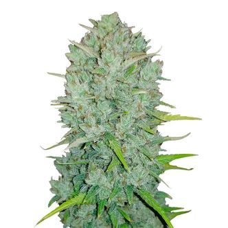 Original Auto Northern Lights (FastBuds) feminizovan&aacute;