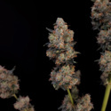 Original Auto Northern Lights (FastBuds) feminizovaná