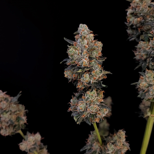 Original Auto Northern Lights (FastBuds) feminizovaná
