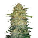 Original Auto OG Kush (FastBuds) feminizovaná