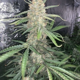 Original Auto OG Kush (FastBuds) feminizovaná