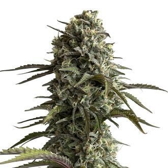 Original Auto Skunk (FastBuds) feminizovan&aacute;