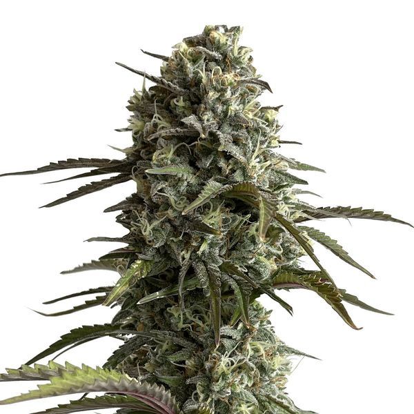 Original Auto Skunk (FastBuds) feminizovaná