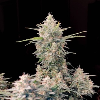 Original Auto Skunk (FastBuds) feminizovaná