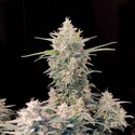 Original Auto Skunk (FastBuds) feminizovaná