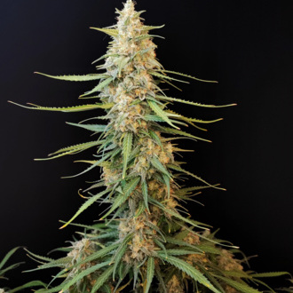 Original Auto Sour Diesel (FastBuds) feminizovaná