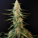 Original Auto Sour Diesel (FastBuds) feminizovaná