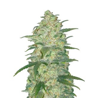 Original Auto White Widow (FastBuds) feminizovan&aacute;