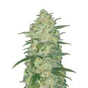 Original Auto White Widow (FastBuds) feminizovaná