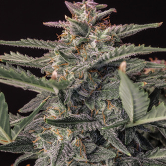 Original Auto White Widow (FastBuds) feminizovaná