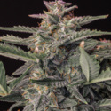 Original Auto White Widow (FastBuds) feminizovaná