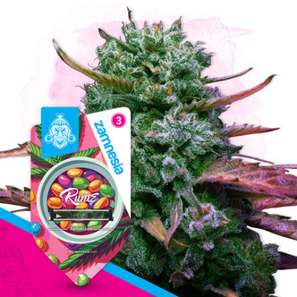 Runtz (Zamnesia Seeds) feminizovan&aacute;