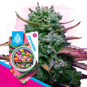 Runtz (Zamnesia Seeds) feminizovaná