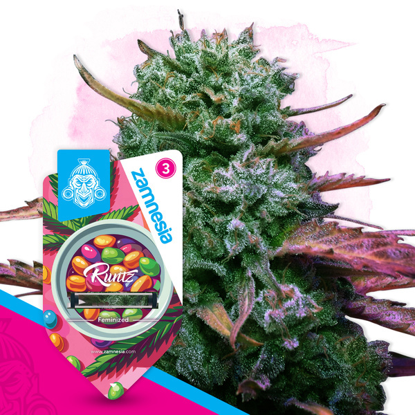 Runtz (Zamnesia Seeds) feminizovaná