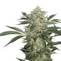 Creamy Kees (Super Sativa Seed Club) regulérní