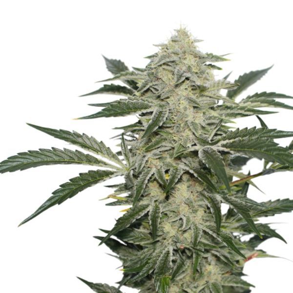 Creamy Kees (Super Sativa Seed Club) regulérní