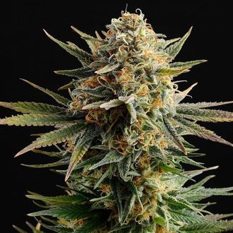 Gypsy Kush (Kannabia) feminizovan&aacute;