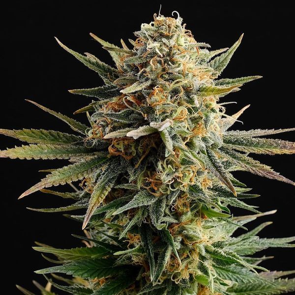 Gypsy Kush (Kannabia) feminizovaná