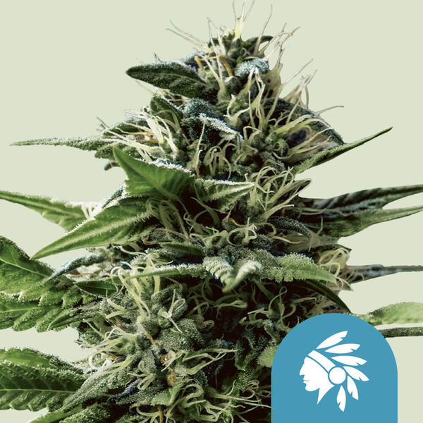 Tatanka Pure CBD (Royal Queen Seeds) feminizovaná