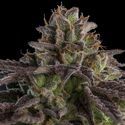 KmintZ (Ripper Seeds) feminizovaná