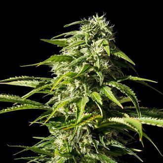 Big Bull (Kannabia) feminizovan&aacute;