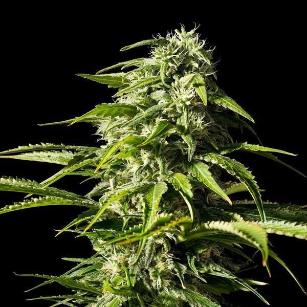 Big Bull (Kannabia) feminizovaná