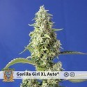Gorilla Girl XL Auto (Sweet Seeds) feminizovaná