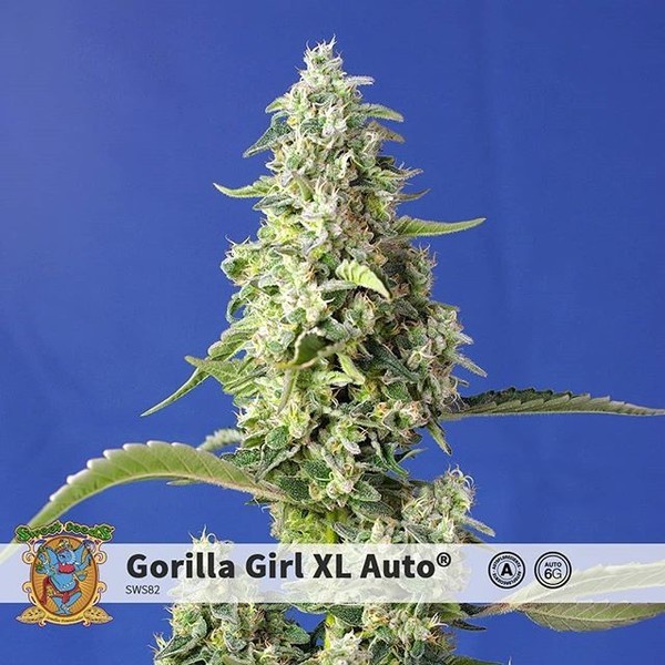 Gorilla Girl XL Auto (Sweet Seeds) feminizovaná