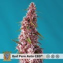 Red Pure Auto CBD (Sweet Seeds) feminizovaná