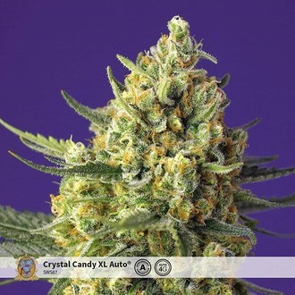 Crystal Candy XL Auto (Sweet Seeds) feminizovan&aacute;