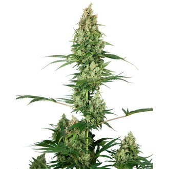 Silver Fire (Sensi Seeds) feminizovan&aacute;