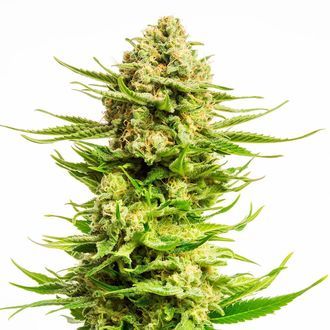 Indica Cream (Kannabia) feminizovan&aacute;
