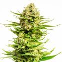 Indica Cream (Kannabia) feminizovaná