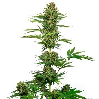 Satin Black Domina CBD (Sensi Seeds) feminizovaná