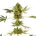 Himalayan CBD (Sensi Seeds) feminizovaná