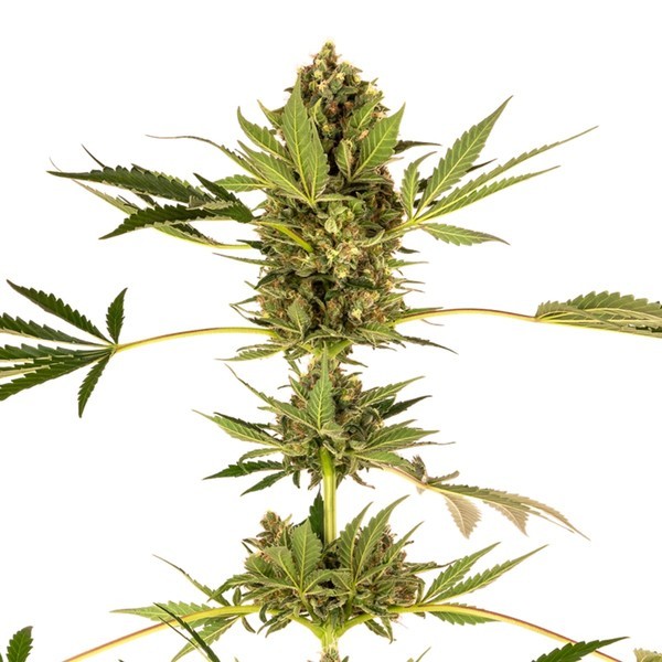 Himalayan CBD (Sensi Seeds) feminizovaná