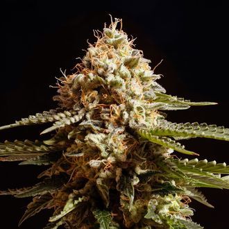 La Blanca (Kannabia) feminizovan&aacute;